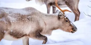 Unique creature in discussion: Changes the color of its eyes according to the weather, video went viral