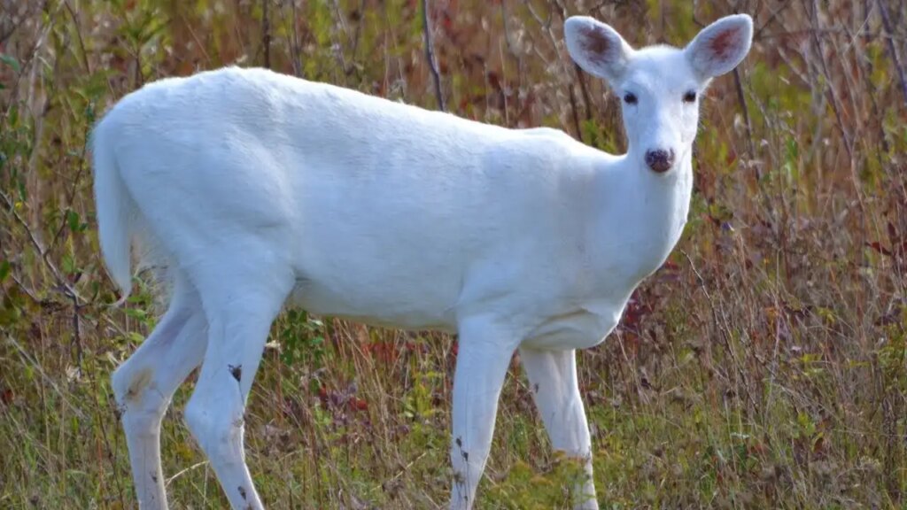 VIDEO: Have you ever seen a white deer? People's eyes were left wide open after seeing this rare sight of nature.