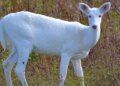 VIDEO: Have you ever seen a white deer? People's eyes were left wide open after seeing this rare sight of nature.