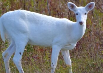 VIDEO: Have you ever seen a white deer? People's eyes were left wide open after seeing this rare sight of nature.
