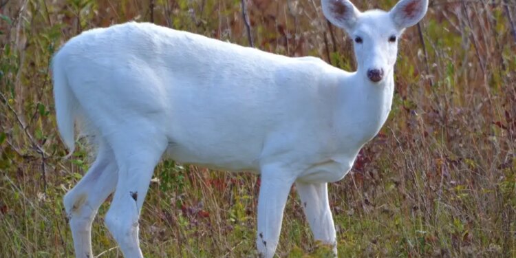 VIDEO: Have you ever seen a white deer? People's eyes were left wide open after seeing this rare sight of nature.