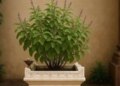 Vastu Tips: Tulsi growing on its own in the house gives very auspicious signs, know what Vastu and astrology say