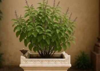 Vastu Tips: Tulsi growing on its own in the house gives very auspicious signs, know what Vastu and astrology say