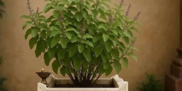 Vastu Tips: Tulsi growing on its own in the house gives very auspicious signs, know what Vastu and astrology say