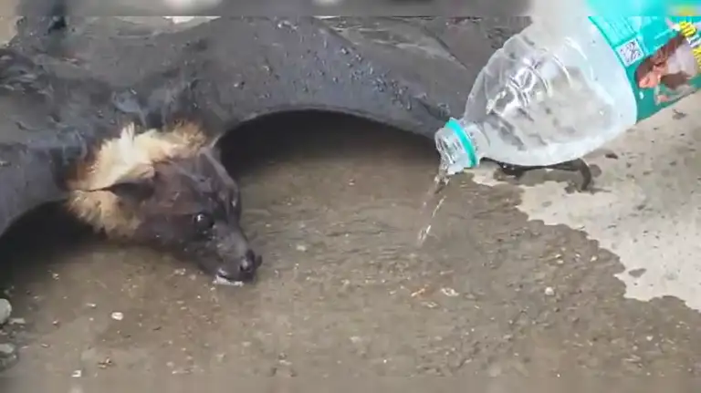 Video: Bat became unconscious in the heat of 46°C, lawyers showed humanity, saved its life by giving it water