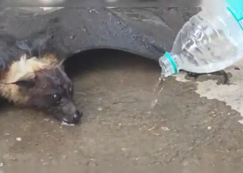 Video: Bat became unconscious in the heat of 46°C, lawyers showed humanity, saved its life by giving it water