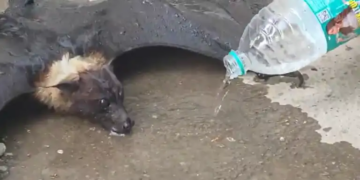 Video: Bat became unconscious in the heat of 46°C, lawyers showed humanity, saved its life by giving it water