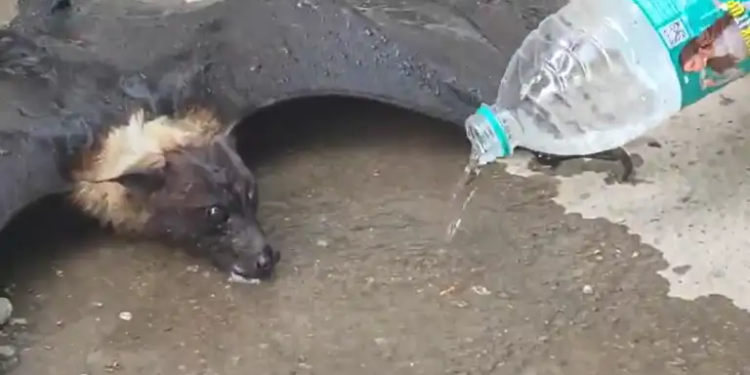 Video: Bat became unconscious in the heat of 46°C, lawyers showed humanity, saved its life by giving it water