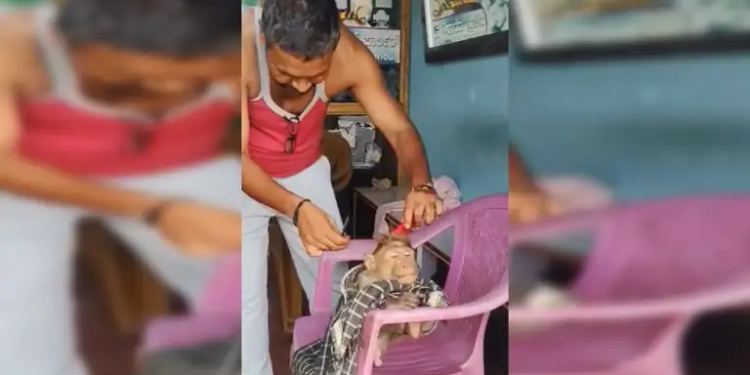 Video Viral: Monkey got haircut in style like Nawabs, can't stop laughing after seeing the attitude