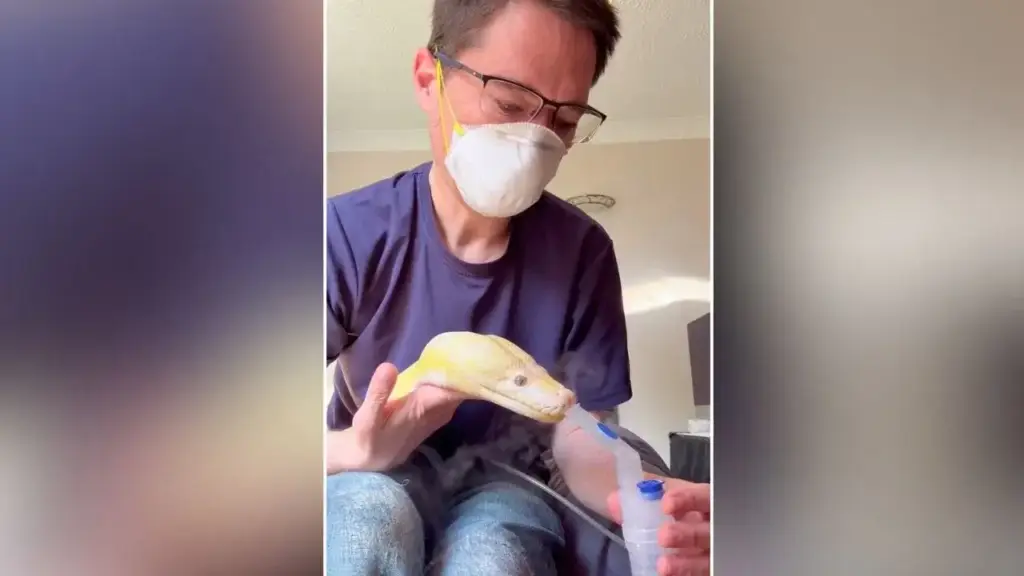 Video of snake using 'inhaler' goes viral, people are surprised to see the python