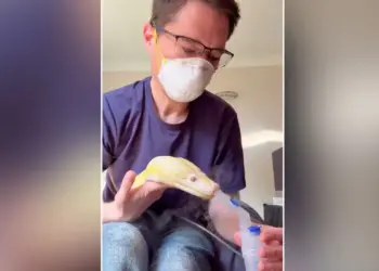 Video of snake using 'inhaler' goes viral, people are surprised to see the python