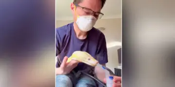 Video of snake using 'inhaler' goes viral, people are surprised to see the python