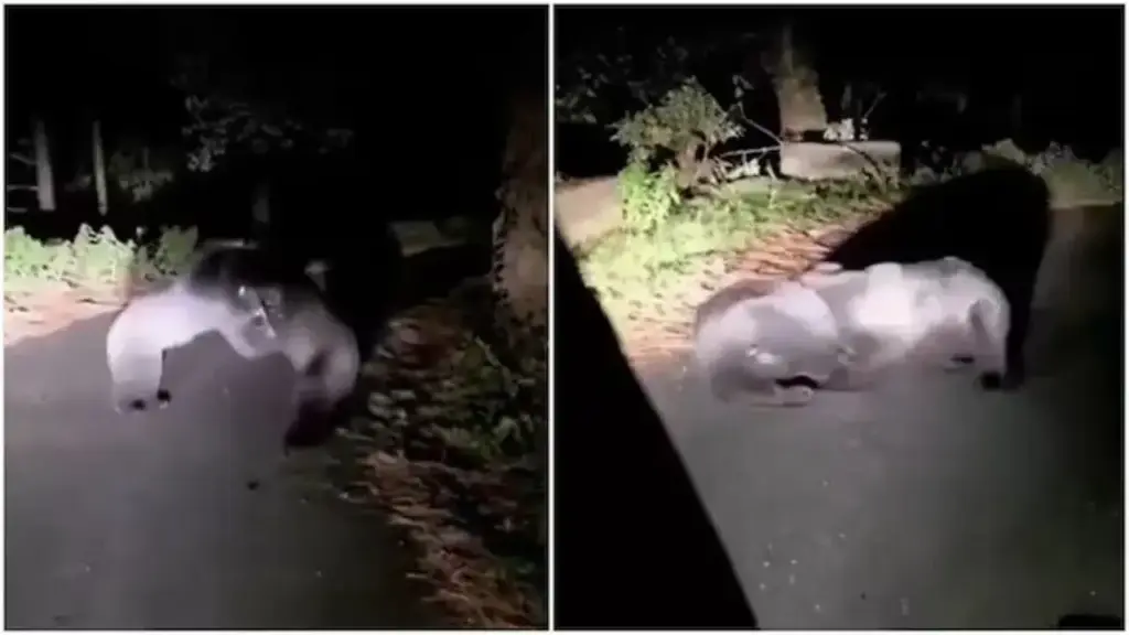 Viral Video: A deserted road became an arena for bears, the tremendous fight in the middle of the road shocked the senses
