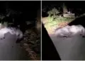 Viral Video: A deserted road became an arena for bears, the tremendous fight in the middle of the road shocked the senses