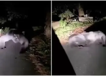 Viral Video: A deserted road became an arena for bears, the tremendous fight in the middle of the road shocked the senses