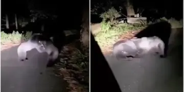 Viral Video: A deserted road became an arena for bears, the tremendous fight in the middle of the road shocked the senses