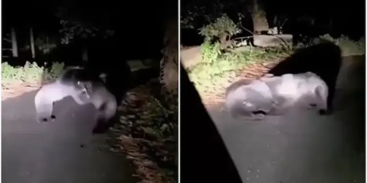 Viral Video: A deserted road became an arena for bears, the tremendous fight in the middle of the road shocked the senses