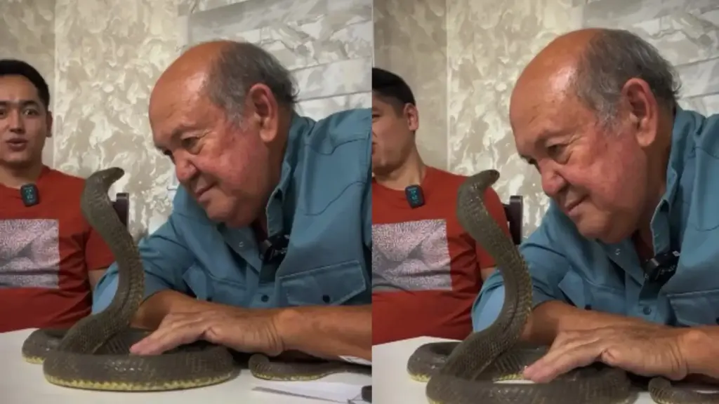 Viral Video: Grandfather's condition worsened due to sudden attack of cobra, he ran away screaming - watch the scary clip