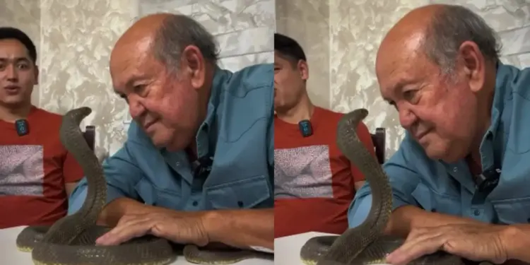 Viral Video: Grandfather's condition worsened due to sudden attack of cobra, he ran away screaming - watch the scary clip