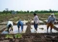 Watch the video to see the historic change in agricultural reform and grain management in India.