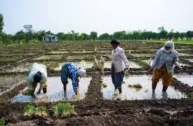Watch the video to see the historic change in agricultural reform and grain management in India.