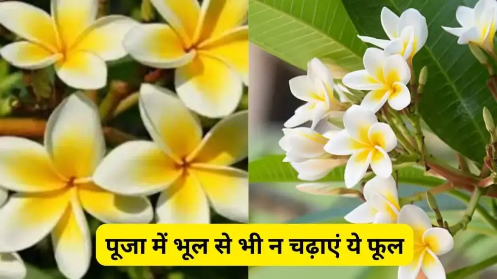Which fruits and flowers should not be offered to Gods and Goddesses during worship in Sanatan Dharma? Know the classical rules