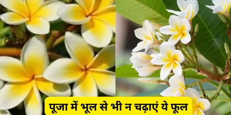 Which fruits and flowers should not be offered to Gods and Goddesses during worship in Sanatan Dharma? Know the classical rules