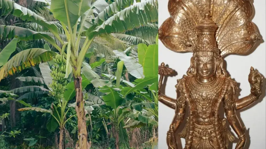 Worship of banana tree on Thursday opens the way for progress, know what you offer to get Vishnu's blessings.