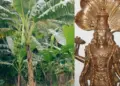 Worship of banana tree on Thursday opens the way for progress, know what you offer to get Vishnu's blessings.