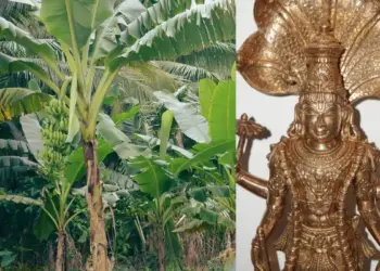 Worship of banana tree on Thursday opens the way for progress, know what you offer to get Vishnu's blessings.