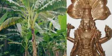Worship of banana tree on Thursday opens the way for progress, know what you offer to get Vishnu's blessings.