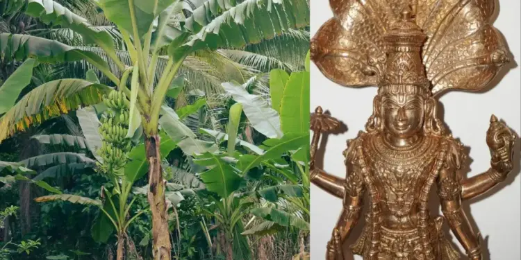 Worship of banana tree on Thursday opens the way for progress, know what you offer to get Vishnu's blessings.