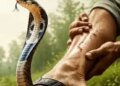 Wrong home remedies can be fatal for snakebite, know from experts what to do and what not to do