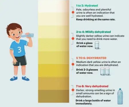 Are you drinking enough water in the scorching heat? Know hydration level from urine color chart