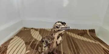 Big success for Great Indian Bustard conservation project, number increased to 94 with birth of three new chicks