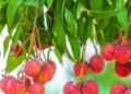 Can eating litchi on an empty stomach prove difficult? Blood sugar may drop suddenly