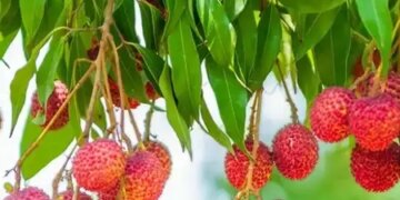 Can eating litchi on an empty stomach prove difficult? Blood sugar may drop suddenly