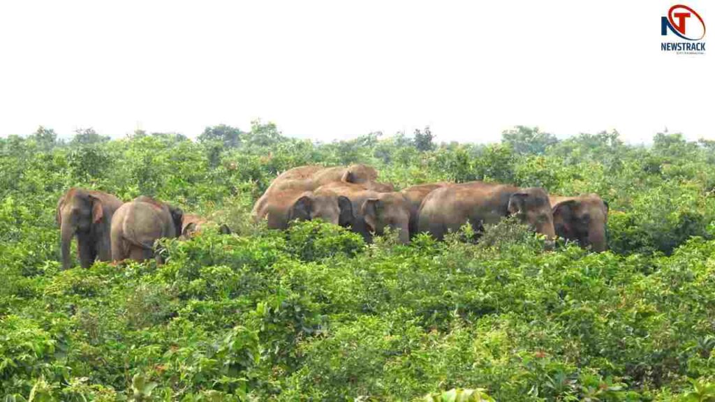 Chhattisgarh Elephant Attack Human Wildlife Conflict. Korba Elephant Herd Newstrack Latest News | Elephants create havoc in Korba, Chhattisgarh, destroying many acres of crops of farmers. News Track in Hindi