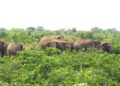 Chhattisgarh Elephant Attack Human Wildlife Conflict. Korba Elephant Herd Newstrack Latest News | Elephants create havoc in Korba, Chhattisgarh, destroying many acres of crops of farmers. News Track in Hindi