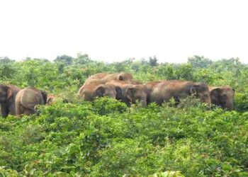 Chhattisgarh Elephant Attack Human Wildlife Conflict. Korba Elephant Herd Newstrack Latest News | Elephants create havoc in Korba, Chhattisgarh, destroying many acres of crops of farmers. News Track in Hindi