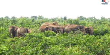 Chhattisgarh Elephant Attack Human Wildlife Conflict. Korba Elephant Herd Newstrack Latest News | Elephants create havoc in Korba, Chhattisgarh, destroying many acres of crops of farmers. News Track in Hindi