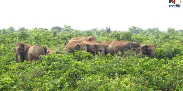 Chhattisgarh Elephant Attack Human Wildlife Conflict. Korba Elephant Herd Newstrack Latest News | Elephants create havoc in Korba, Chhattisgarh, destroying many acres of crops of farmers. News Track in Hindi