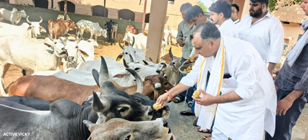 Cow service on Rahul Gandhi's birthday in Behror: Under the leadership of Sanjay Yadav, workers fed jaggery in the cowshed.