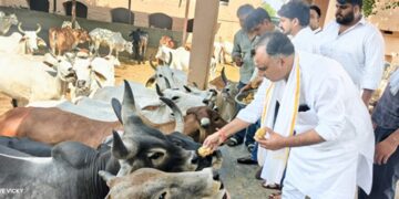 Cow service on Rahul Gandhi's birthday in Behror: Under the leadership of Sanjay Yadav, workers fed jaggery in the cowshed.