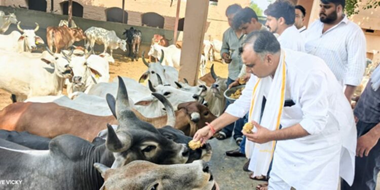 Cow service on Rahul Gandhi's birthday in Behror: Under the leadership of Sanjay Yadav, workers fed jaggery in the cowshed.