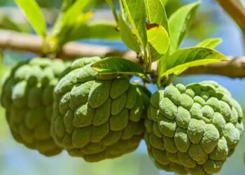 Custard apple, a treasure trove of nutrients: Along with the fruit, seeds and leaves are also beneficial, know its unique properties.