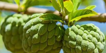 Custard apple, a treasure trove of nutrients: Along with the fruit, seeds and leaves are also beneficial, know its unique properties.
