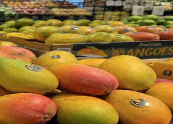 Demand for saffron, alphonso and langra increased; Craze for Indian mangoes increases in American market