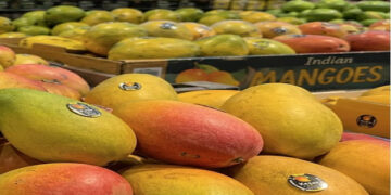 Demand for saffron, alphonso and langra increased; Craze for Indian mangoes increases in American market