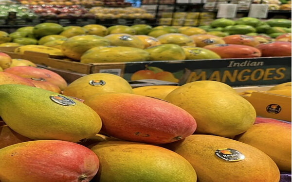 Demand for saffron, alphonso and langra increased; Craze for Indian mangoes increases in American market